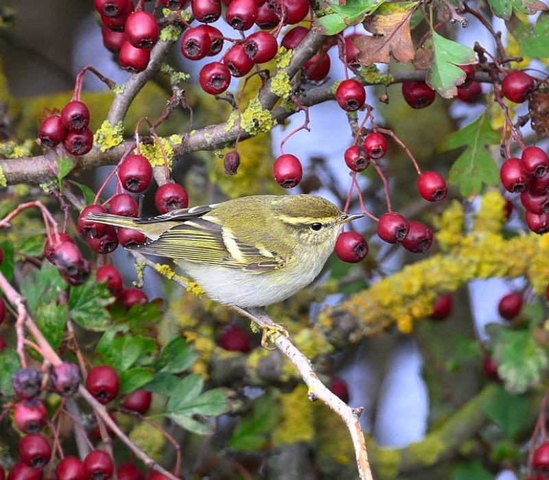 Yellow-browed Warbler - Thomas Willoughby.