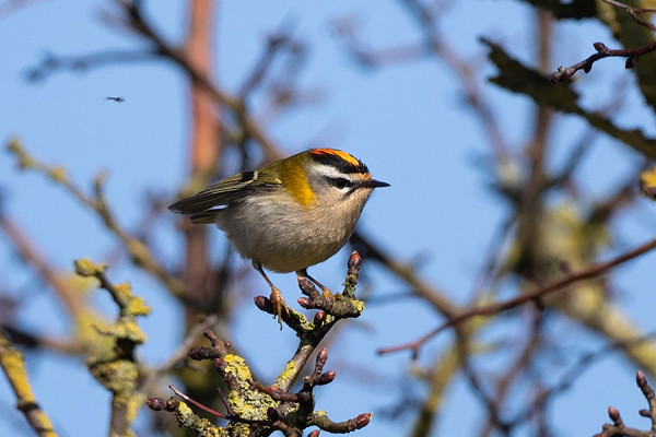 Firecrest - Thomas Willoughby.