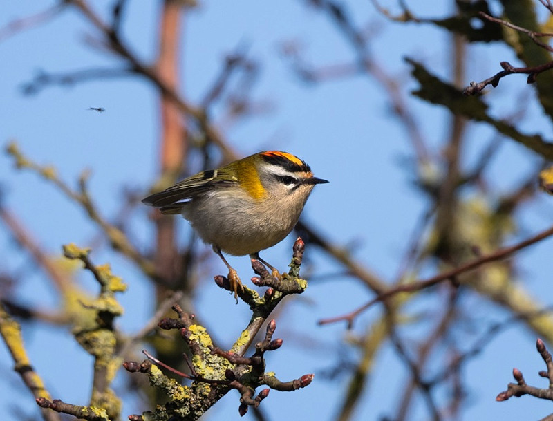 Firecrest - Thomas Willoughby.