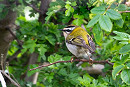 Firecrest - Thomas Willoughby.