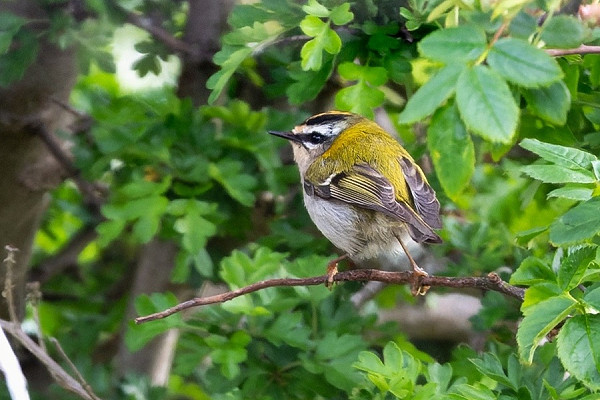 Firecrest - Thomas Willoughby.