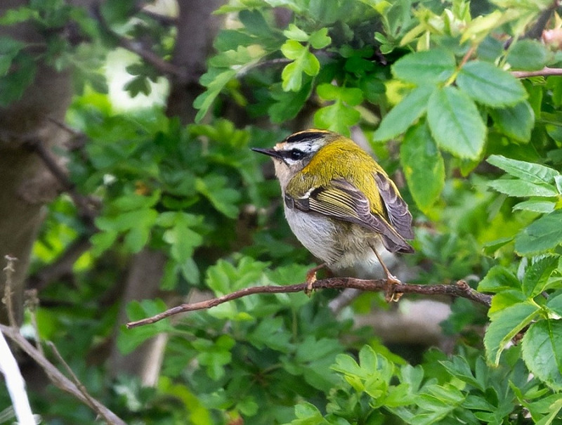 Firecrest - Thomas Willoughby.