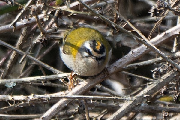 Firecrest. Thomas Willoughby.