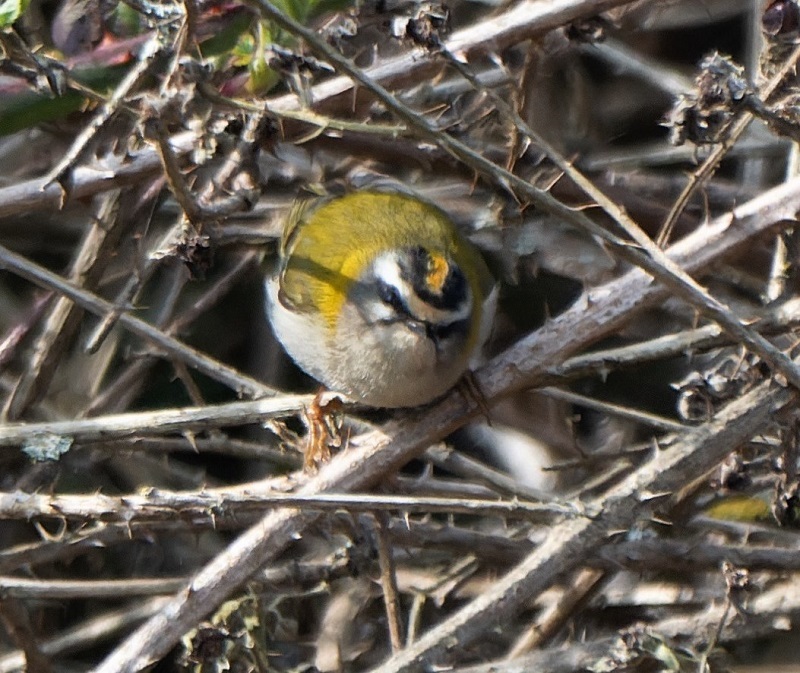 Firecrest. Thomas Willoughby.