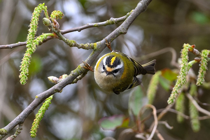 Firecrest - Thomas Willoughby.