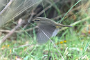 Raddes Warbler - Thomas Willoughby.