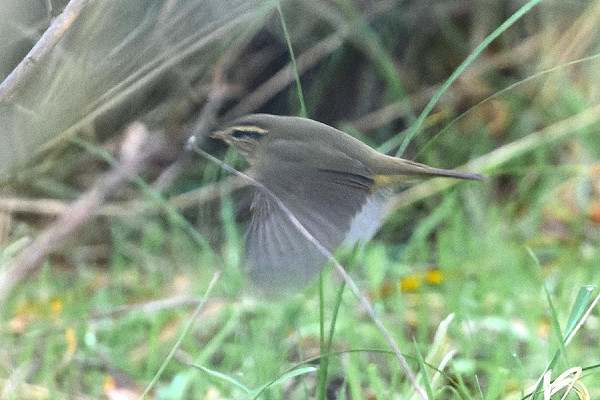 Raddes Warbler - Thomas Willoughby.