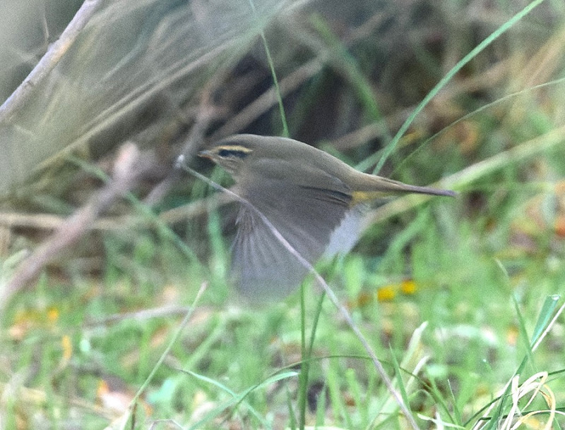 Raddes Warbler - Thomas Willoughby.