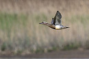 Garganey - Thomas Willoughby.