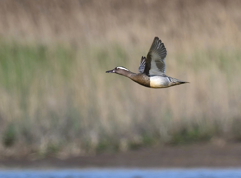 Garganey - Thomas Willoughby.
