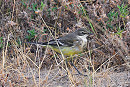 Grey-headed Wagtail - Thomas Willoughby.