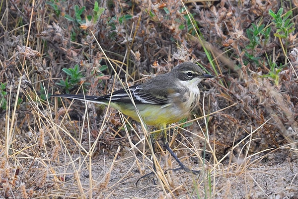 Grey-headed Wagtail - Thomas Willoughby.