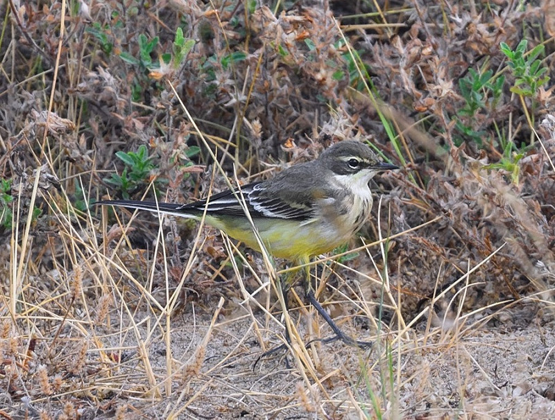 Grey-headed Wagtail - Thomas Willoughby.