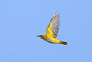 Golden Oriole- Thomas Willoughby.