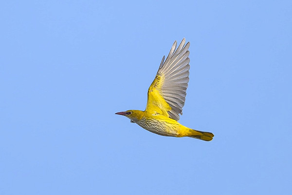 Golden Oriole- Thomas Willoughby.