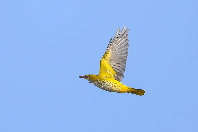 Golden Oriole- Thomas Willoughby.