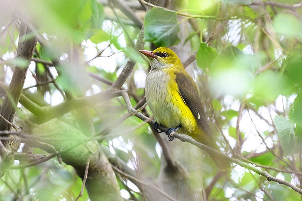 Golden Oriole - Thomas Willoughby.