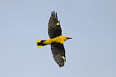 Golden Oriole - Thomas Willoughby.