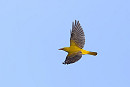 Golden Oriole - Thomas Willoughby.