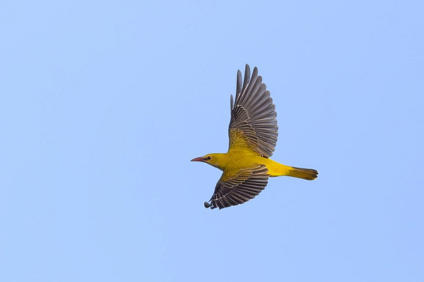 Bird sightings Friday, 22 May 2026