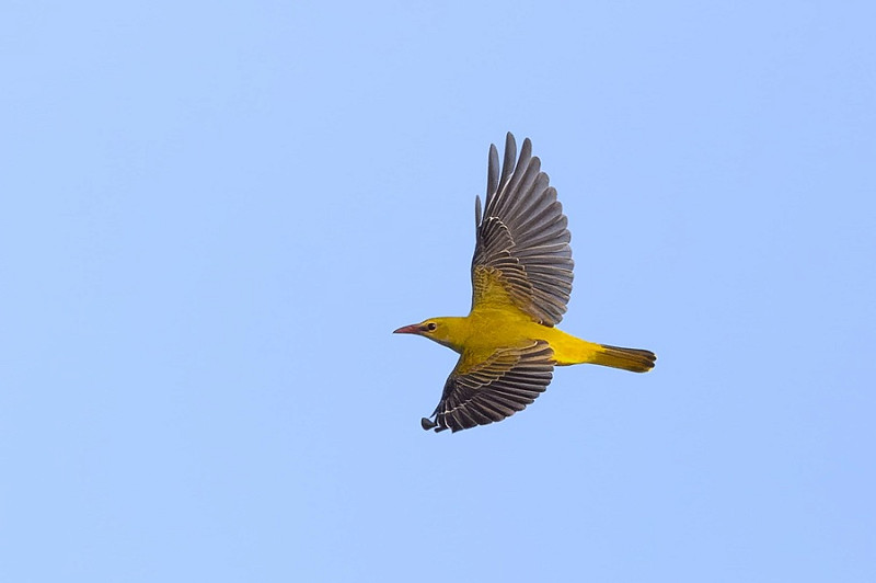 Golden Oriole - Thomas Willoughby.