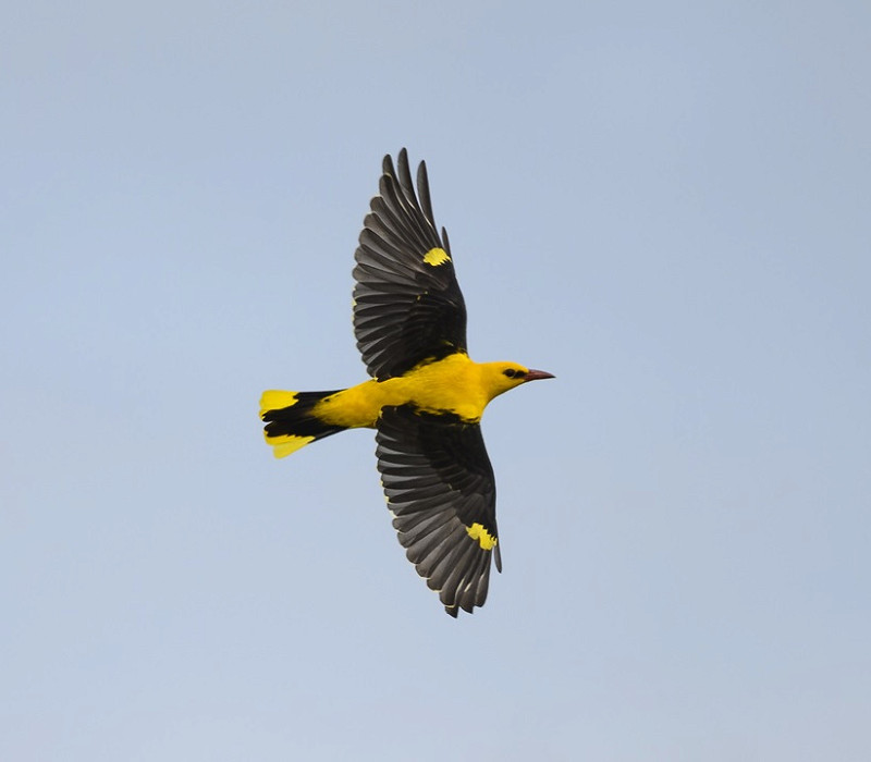 Golden Oriole - Thomas Willoughby.
