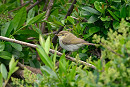 Greenish Warbler - Thomas Willoughby.
