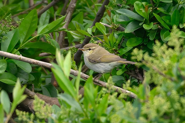 Greenish Warbler - Thomas Willoughby.