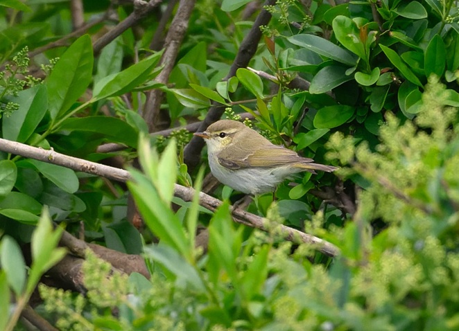 Greenish Warbler - Thomas Willoughby.