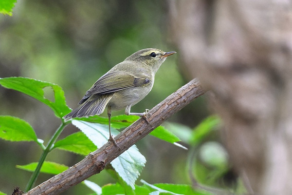 Greenish Warbler - Thomas Willoughby.