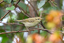 Greenish Warbler - Thomas Willoughby.