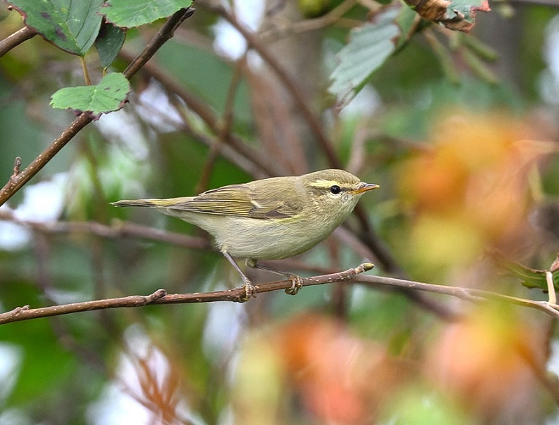 Greenish Warbler - Thomas Willoughby.