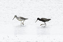 Greenshank and Spotted Redshank - Thomas Willoughby.