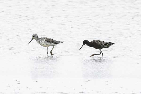 Bird sightings Saturday, 21 June 2025