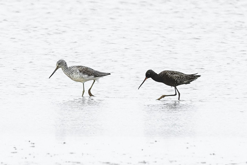 Greenshank and Spotted Redshank - Thomas Willoughby.