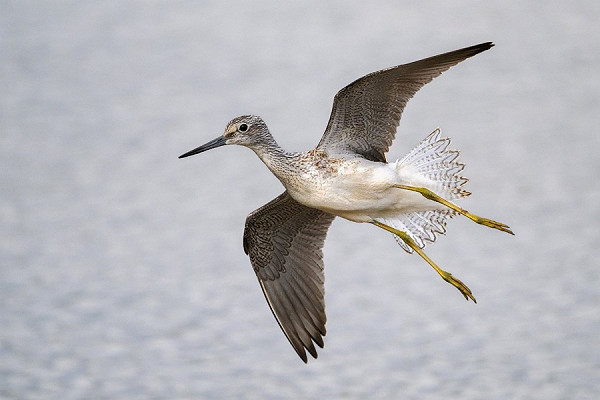 Greenshank - Thomas Willoughby.