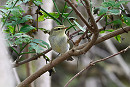 Greenish Warbler - Thomas Willoughby.