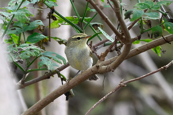 Bird sightings Sunday, 30 August 2026