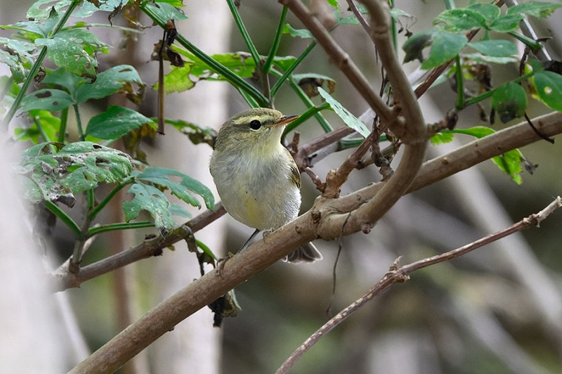 Greenish Warbler - Thomas Willoughby.