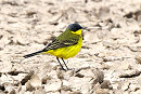 Grey-headed Wagtail - Thomas Willoughby.