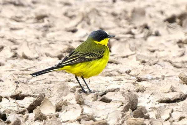 Grey-headed Wagtail - Thomas Willoughby.