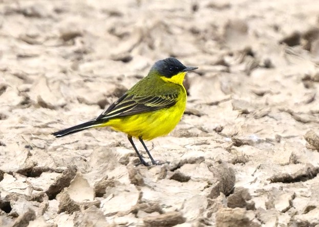 Grey-headed Wagtail - Thomas Willoughby.