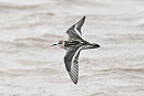 Grey Phalarope - Thomas Willoughby.