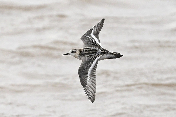 Bird sightings Thursday, 18 September 2025