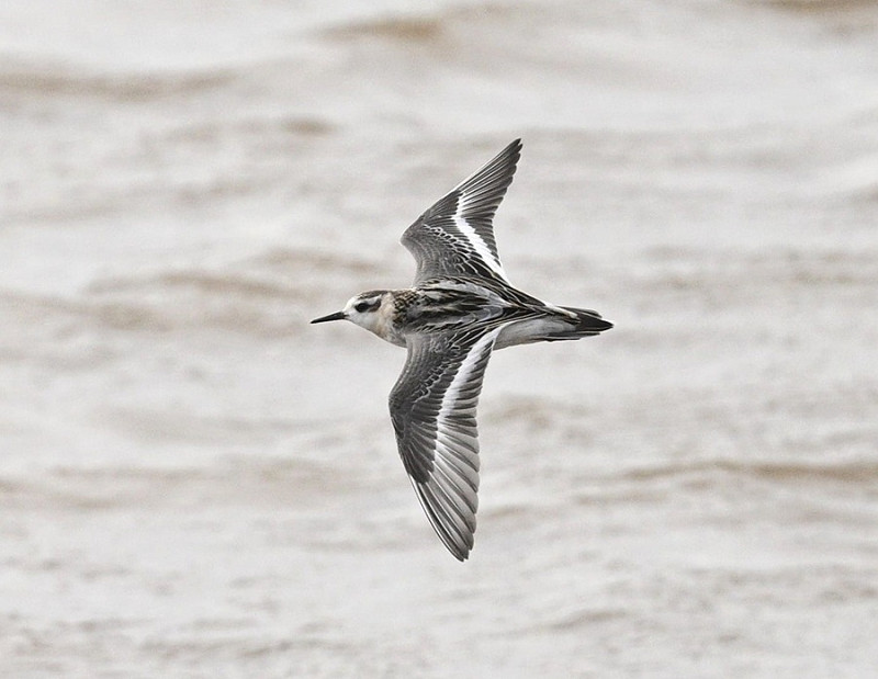 Grey Phalarope - Thomas Willoughby.
