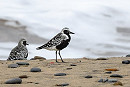 Grey Plovers - Thomas Willoughby.
