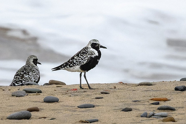 Bird sightings Monday, 22 September 2025