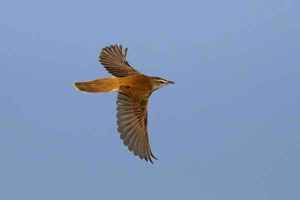 Bird sightings Saturday, 18 April 2026