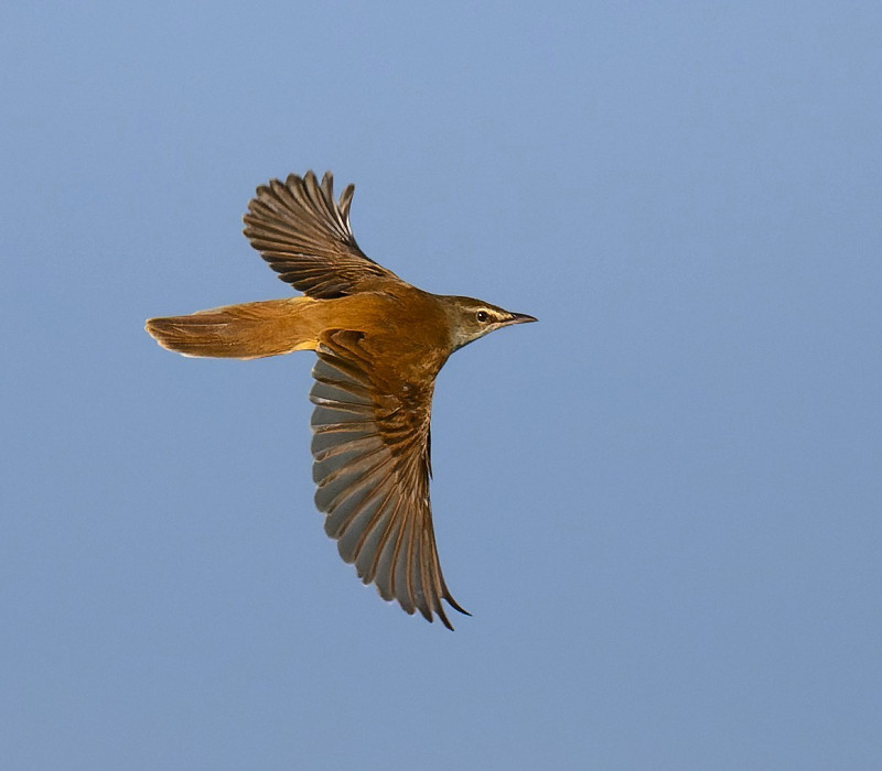 Great Reed Warbler - Thomas Willoughby.  Our earliest ever record, the previous before this was on the 6th May 1990.