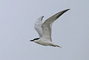 Gull-billed Tern - Thomas Willoughby.